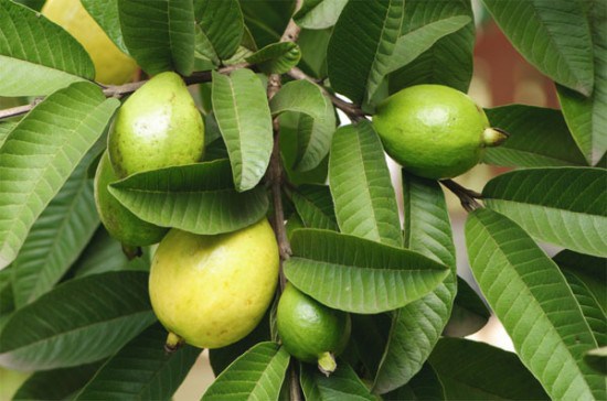 aa