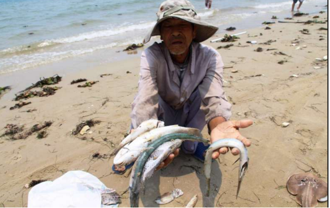 Nghị luận xã hội về môi trường qua hiện tượng cá chết