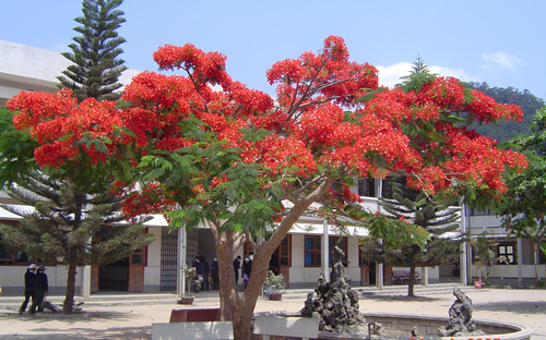 bai-van-mau-ta-cay-co-bong-mat-ma-em-yeu-thich