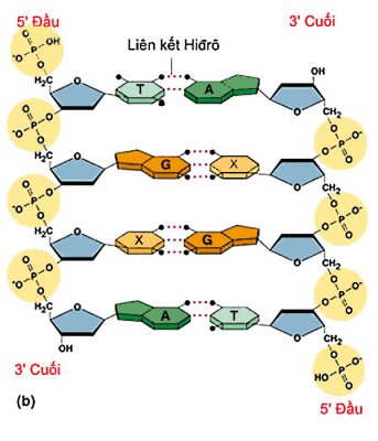 cau-truc-khong-gian-cua-phan-tu-adn